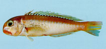To FishBase images (<i>Branchiostegus sawakinensis</i>, Jordan, by Khalaf, M.A.)