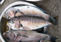 To FishBase images (<i>Branchiostegus semifasciatus</i>, Senegal, by Wirtz, P.)