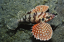 To FishBase images (<i>Brachypterois serrulata</i>, Indonesia, by Steene, R.)