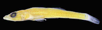 To FishBase images (<i>Bryaninops translucens</i>, Indonesia, by Suzuki, T.)