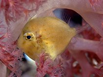 To FishBase images (<i>Brachaluteres ulvarum</i>, Indonesia, by Petrinos, C.)