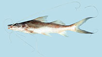 To FishBase images (<i>Brachyplatystoma vaillantii</i>, Guyana, by Holm, E.)