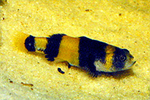 To FishBase images (<i>Brachygobius xanthozonus</i>, by AquaNet)