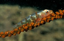 Image of Bryaninops yongei (Whip coral goby)