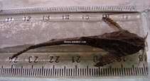 Image of Bunocephalus coracoideus (Guitarrita)