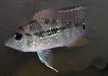 To FishBase images (<i>Bujurquina eurhinus</i>, Peru, by Yuri Hooker/WWF-OPP)