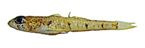 To FishBase images (<i>Buenia massutii</i>, Spain, by Kovacic, M.)