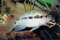To FishBase images (<i>Bujurquina peregrinabunda</i>, Colombia, by DATZ)