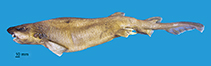 Image of Bythaelurus naylori (Dusky snout catshark)