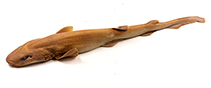 To FishBase images (<i>Bythaelurus stewarti</i>, by Weigmann, S.)
