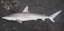To FishBase images (<i>Carcharhinus acronotus</i>, by NOAA\NMFS\Mississippi Laboratory)