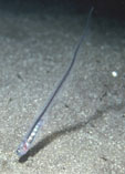 Image of Carapus acus (Pearl fish)