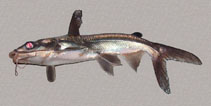 To FishBase images (<i>Cathorops kailolae</i>, Mexico, by Perusquía, E.)
