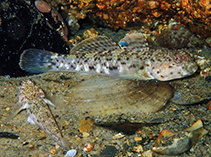 To FishBase images (<i>Caffrogobius agulhensis</i>, South Africa, by Nieuwoudt, M.)