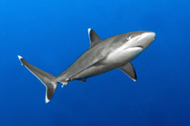 To FishBase images (<i>Carcharhinus albimarginatus</i>, Papua New Guinea, by Honeycutt, K.)