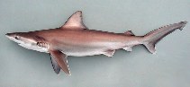To FishBase images (<i>Carcharhinus altimus</i>, Cape Verde, by Cambraia Duarte, P.M.N. (c)ImagDOP)