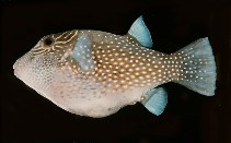 To FishBase images (<i>Canthigaster amboinensis</i>, Hawaii, by Randall, J.E.)