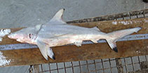 Image of Carcharhinus amblyrhynchoides (Graceful shark)