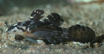 To FishBase images (<i>Callogobius amikami</i>, by Randall, J.E.)