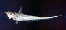 To FishBase images (<i>Caelorinchus anatirostris</i>, Chinese Taipei, by The Fish Database of Taiwan)