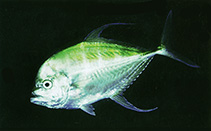 To FishBase images (<i>Carangoides armatus</i>, by Randall, J.E.)