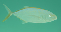 To FishBase images (<i>Carangoides bartholomaei</i>, Bahamas, by Johnson, L.)