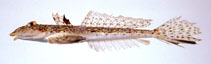 To FishBase images (<i>Repomucenus beniteguri</i>, Japan, by Suzuki, T.)