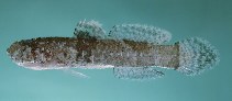 To FishBase images (<i>Callogobius bifasciatus</i>, Saudi Arabia, by Randall, J.E.)