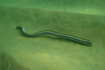 To FishBase images (<i>Callechelys bilinearis</i>, Brazil, by Sampaio, C.L.S.)