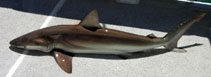 To FishBase images (<i>Carcharhinus brachyurus</i>, Australia, by Smith, B.)