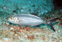 To FishBase images (<i>Caranx caballus</i>, Mexico, by Allen, G.R.)