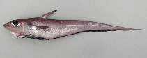 To FishBase images (<i>Caelorinchus caelorhincus caelorhincus</i>, Azores Is., by Cambraia Duarte, P.M.N. (c)ImagDOP)