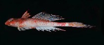 To FishBase images (<i>Callionymus caeruleonotatus</i>, Hawaii, by Randall, J.E.)
