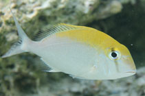 To FishBase images (<i>Calamus calamus</i>, Bahamas, by Johnson, L.)