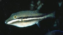 To FishBase images (<i>Canthigaster callisterna</i>, Norfolk I., by Randall, J.E.)