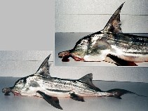 To FishBase images (<i>Callorhinchus callorynchus</i>, Brazil, by Martins, I.A.)