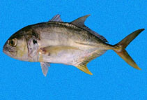 To FishBase images (<i>Caranx caninus</i>, Panama, by Robertson, R.)