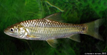Image of Carasobarbus canis 