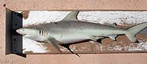 To FishBase images (<i>Carcharhinus cautus</i>, by McAuley, R.)