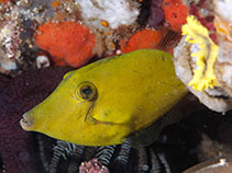 To FishBase images (<i>Cantherhines cerinus</i>, Philippines, by Ryanskiy, A.)