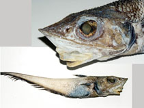 To FishBase images (<i>Caelorinchus chilensis</i>, Chile, by Reyes, P.)