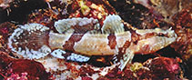 To FishBase images (<i>Callogobius clitellus</i>, Papua New Guinea, by Allen, G.R.)