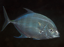 To FishBase images (<i>Carangoides coeruleopinnatus</i>, Indonesia, by Greenfield, J.)