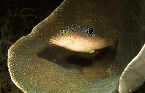 To FishBase images (<i>Canthigaster compressa</i>, Philippines, by Yin, Robert)