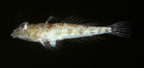 To FishBase images (<i>Callionymus comptus</i>, Hawaii, by Randall, J.E.)