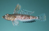 To FishBase images (<i>Callionymus corallinus</i>, Hawaii, by Randall, J.E.)