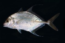 To FishBase images (<i>Carangoides dinema</i>, Indonesia, by Randall, J.E.)