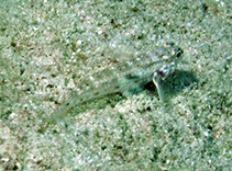 To FishBase images (<i>Caffrogobius dubius</i>, Seychelles, by Koch, R.J.)