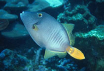 Image of Cantherhines dumerilii (Whitespotted filefish)