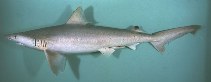 To FishBase images (<i>Carcharhinus dussumieri</i>, Bahrain, by Randall, J.E.)